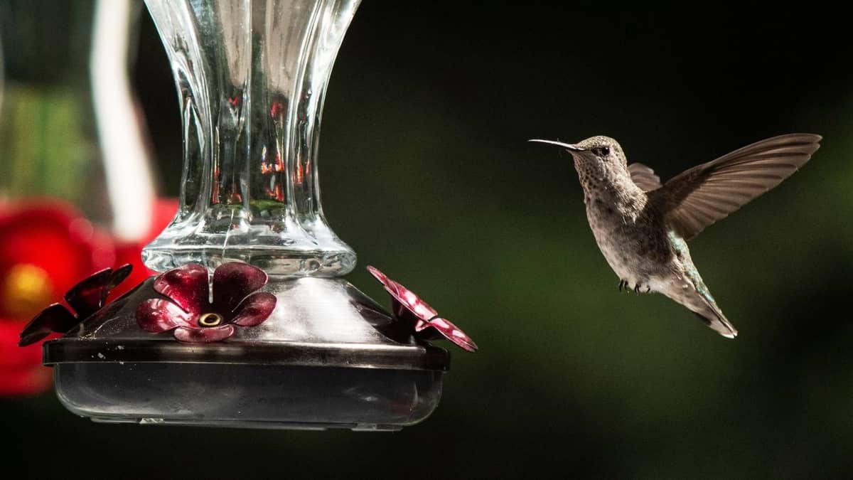 Best Placement For Hummingbird Feeder