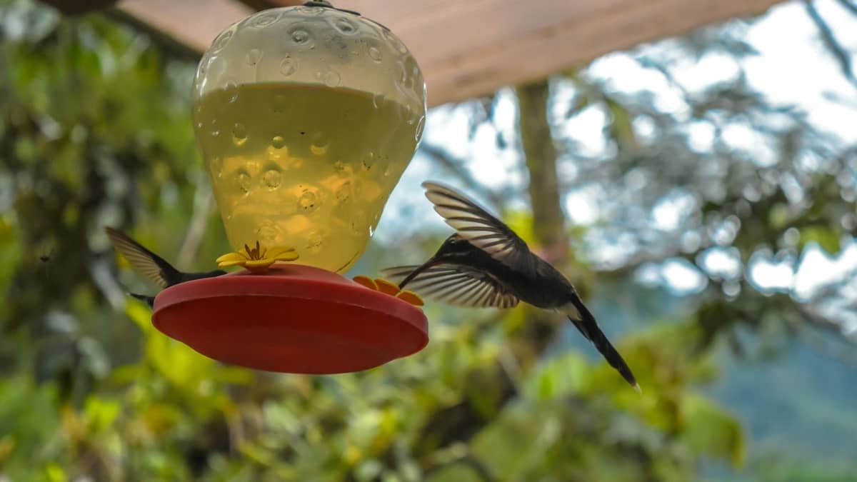 Hummingbird Feeder Sun Or Shade