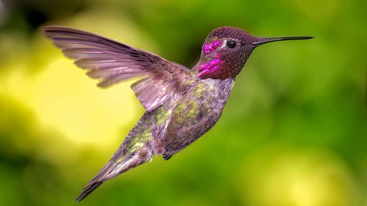 Hummingbirds In Ohio When To Stop Feeding