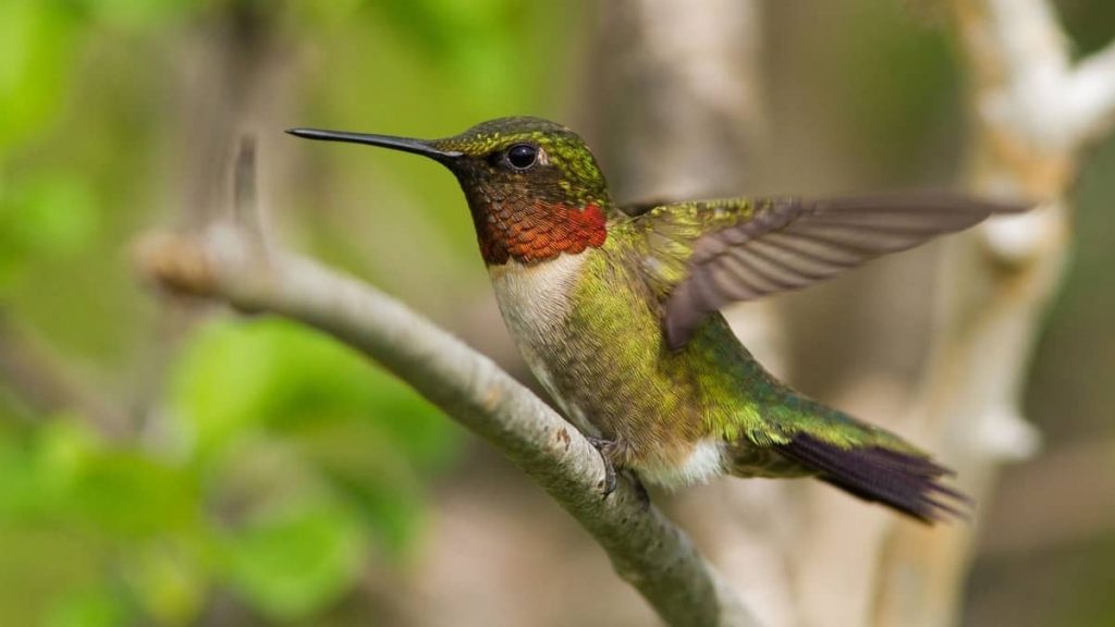 When Do Hummingbirds Leave Missouri Hummingbirds Info