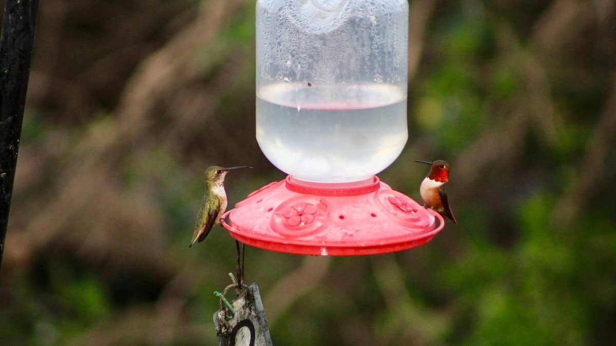 When Do You Put Hummingbird Feeders Out