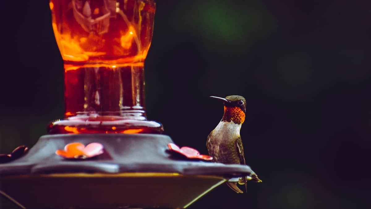 When To Quit Feeding Hummingbirds