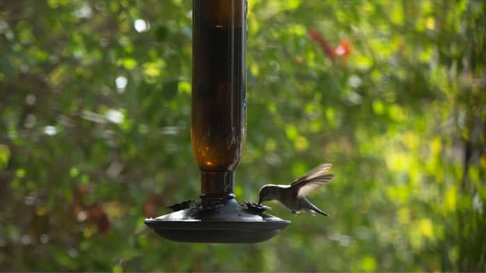 best location for hummingbird feeder