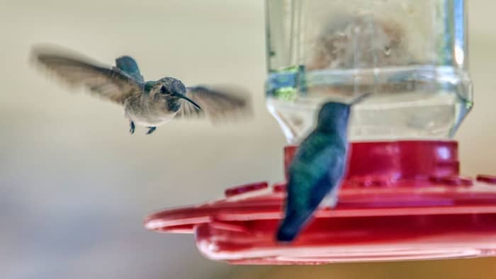 can hummingbird nectar get too hot