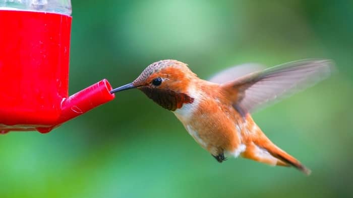  does hummingbird nectar go bad