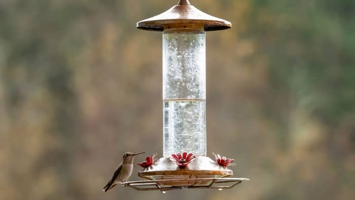 how to attract hummingbirds to feeder