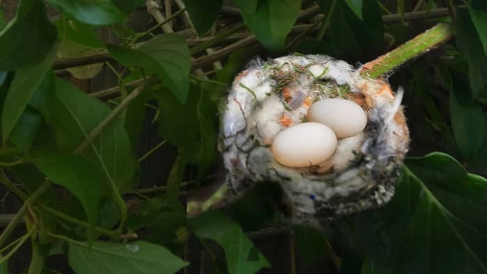  hummingbird nesting season