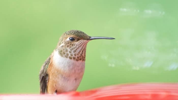 hummingbird season in missouri