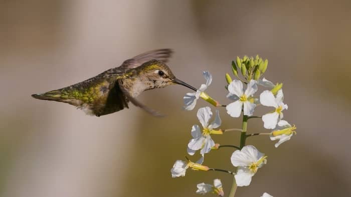 hummingbird season in ohio
