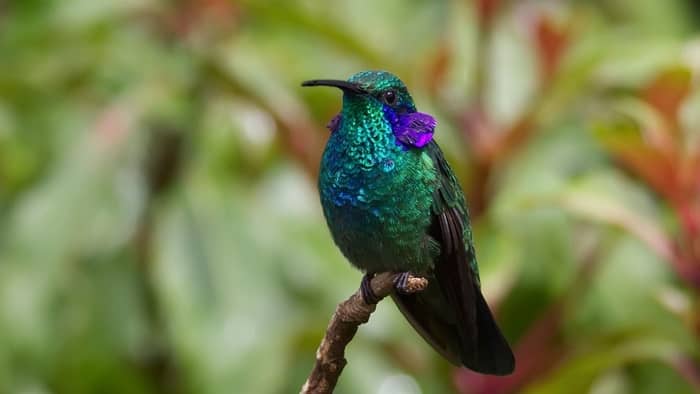 hummingbirds in kentucky