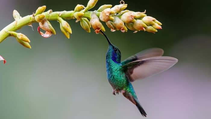 missouri hummingbirds