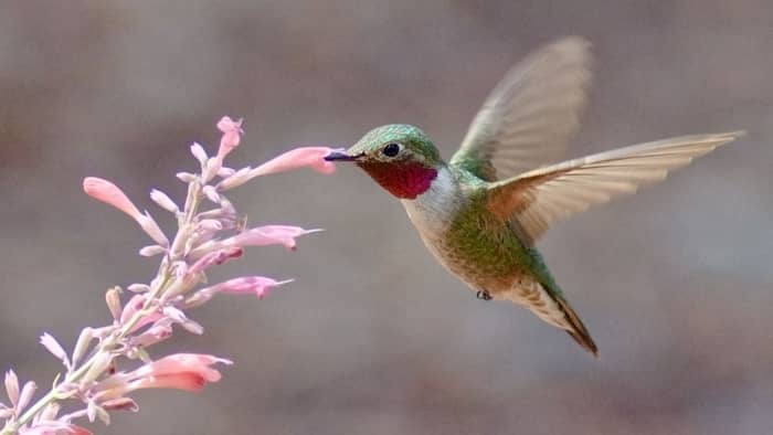 ohio hummingbird season