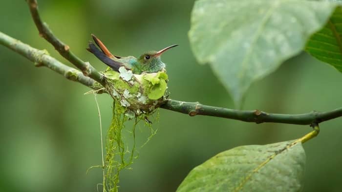  what time of year do hummingbirds hatch