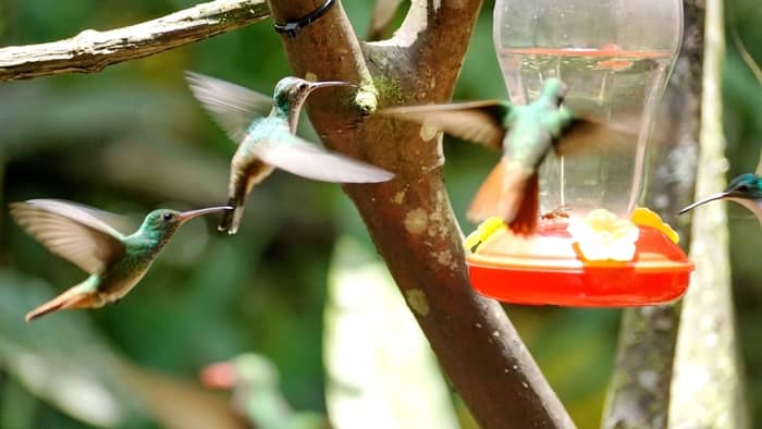  what time of year do you put out hummingbird feeders?
