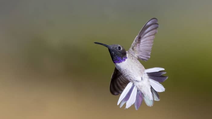 when do hummingbirds leave ky