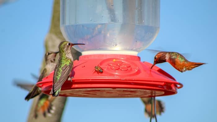when do hummingbirds leave ohio
