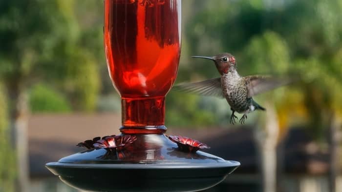  when do you take down hummingbird feeders