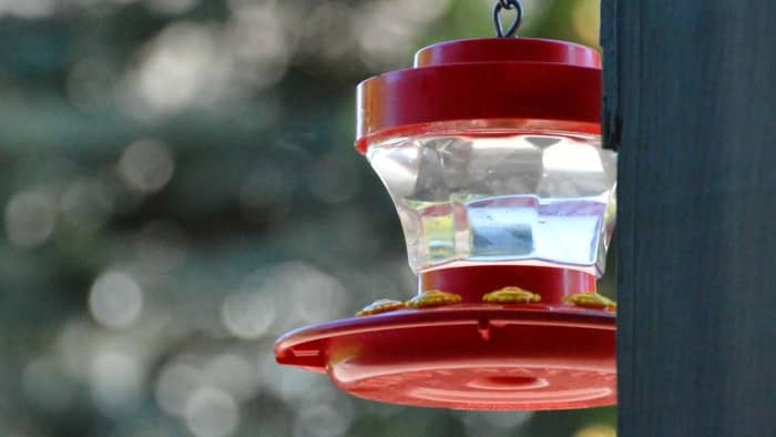  when do you take down hummingbird feeders