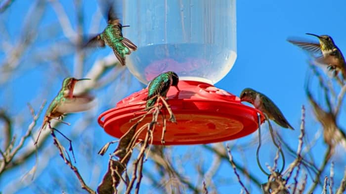 when should hummingbird feeders be put out