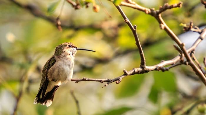 when should you stop feeding hummingbirds