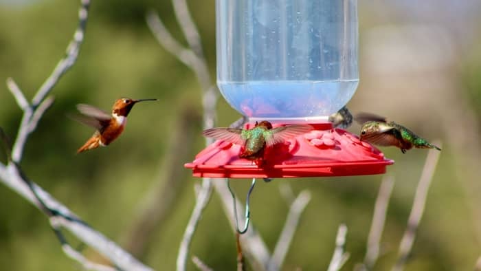 why won't hummingbirds come to my feeder