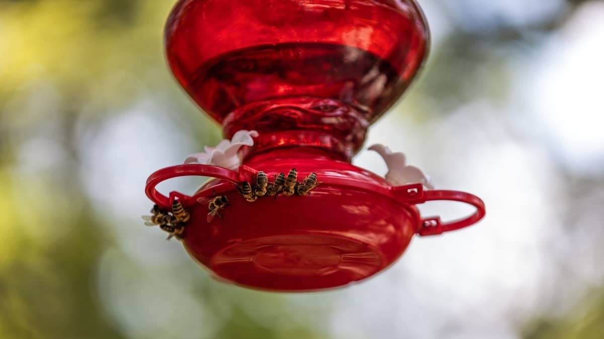 Bees Are Taking Over My Hummingbird Feeder