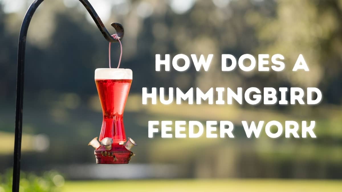 How Does A Hummingbird Feeder Work