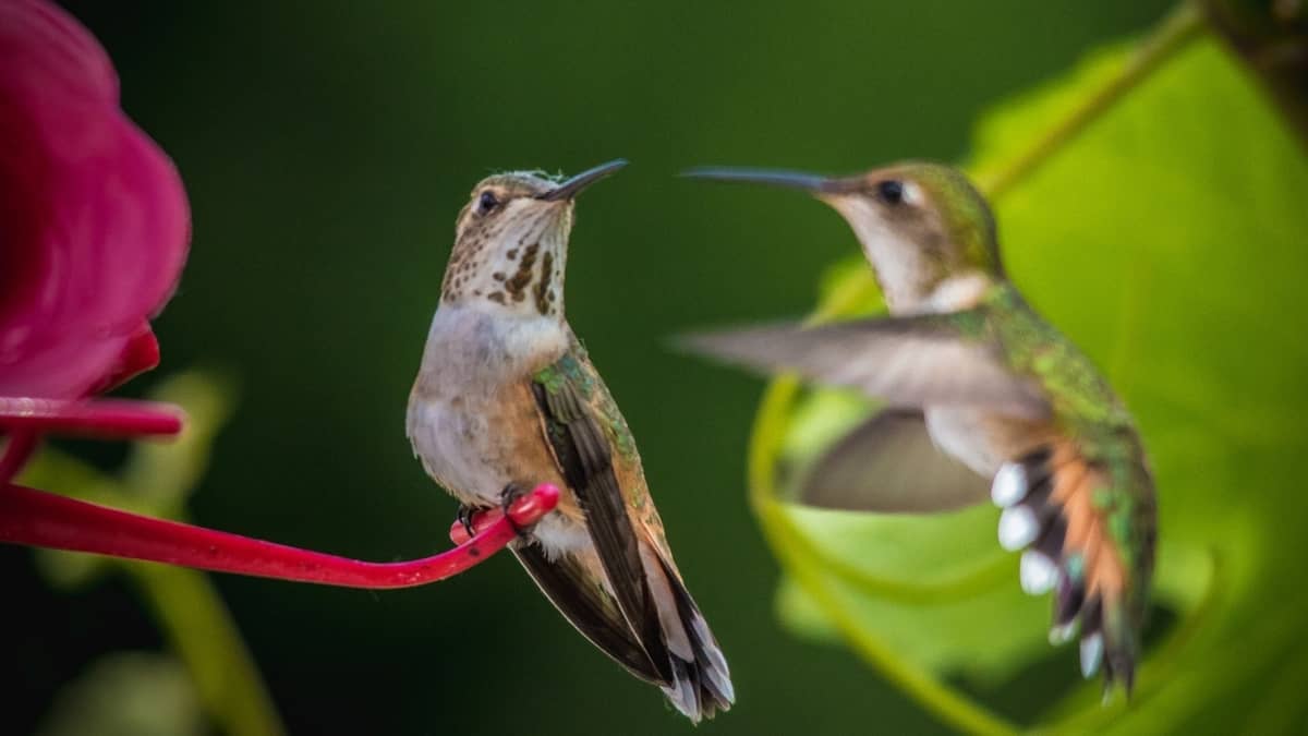 How To Attract Hummingbirds In Florida