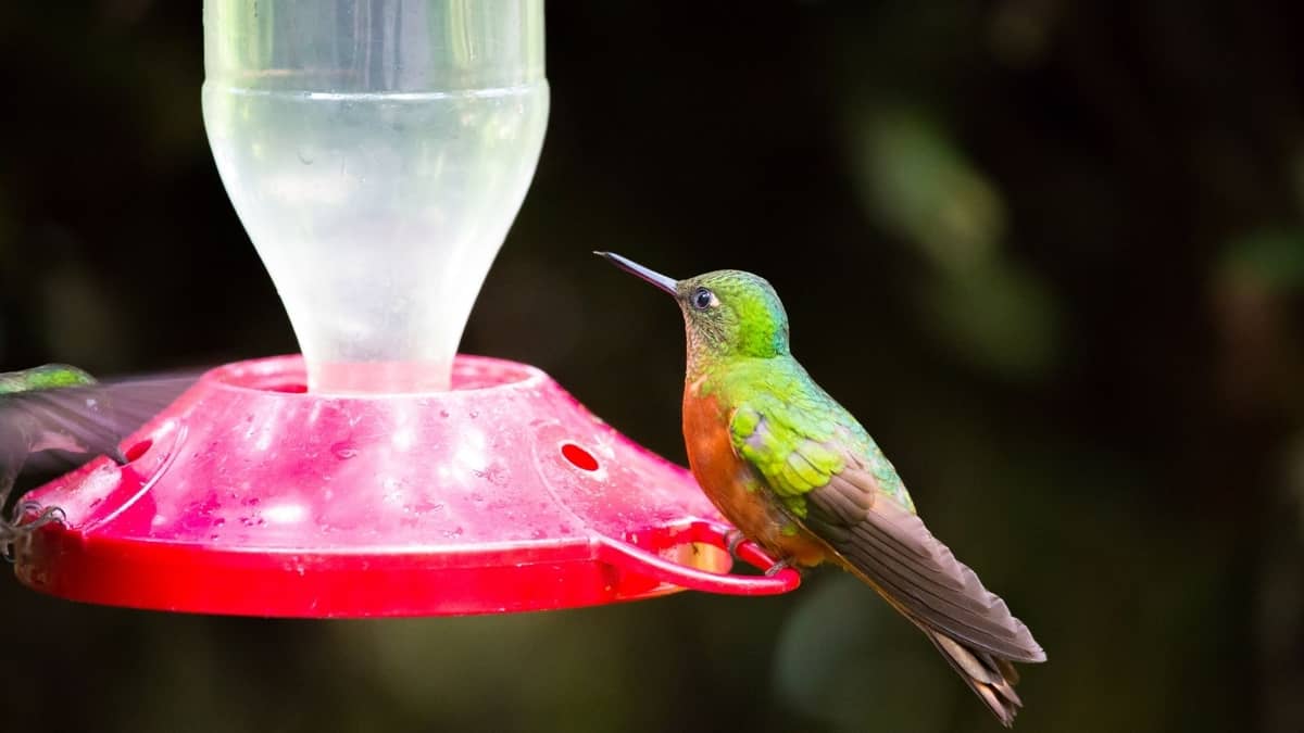 How To Hang Hummingbird Feeder