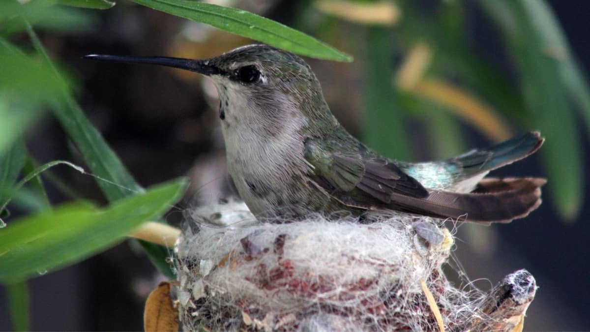 How To Make A Hummingbird Nesting Platform