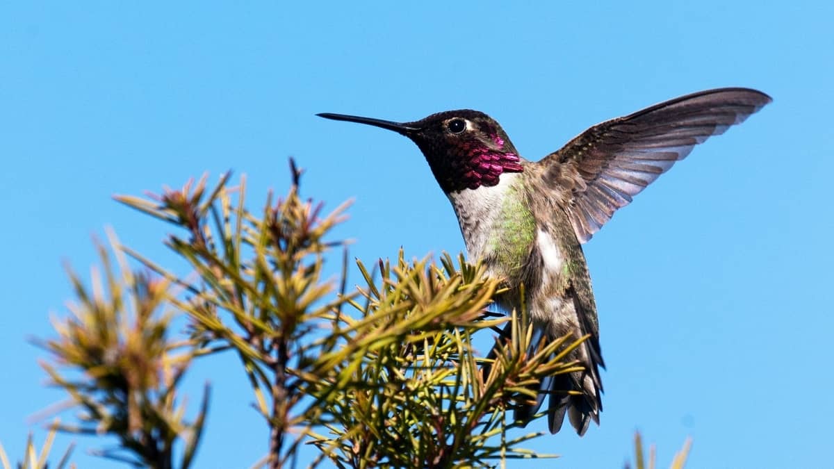 Hummingbird Season In California