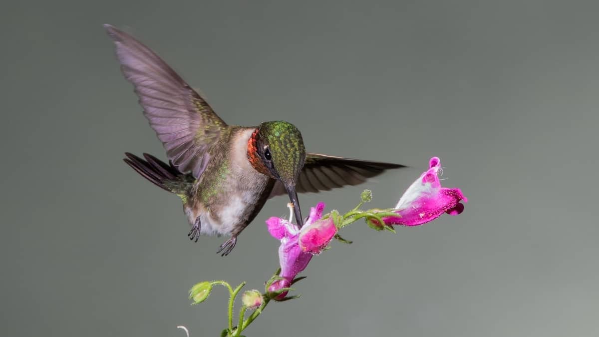 When Do Hummingbirds Leave North Carolina