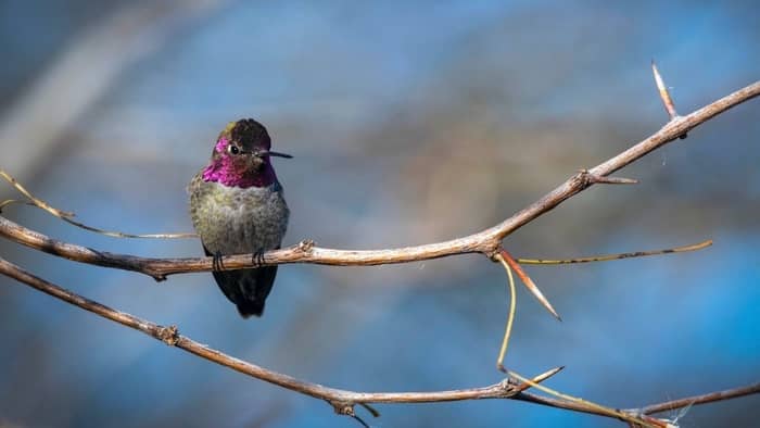  are there hummingbirds in south florida