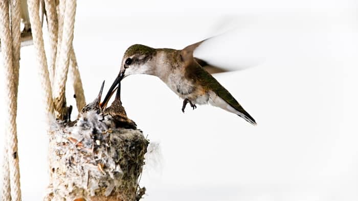  baby hummingbird facts