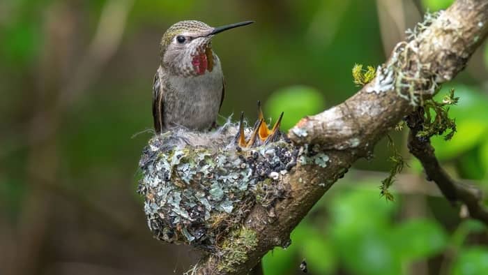  baby hummingbird