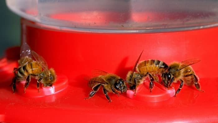 bee resistant hummingbird feeders