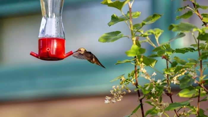 colors that attract hummingbirds