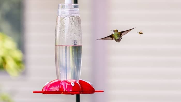 do hummingbird feeders attract bees