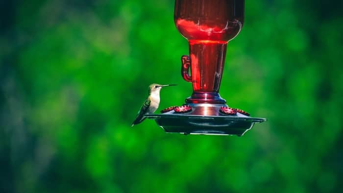do hummingbird feeders need to be red