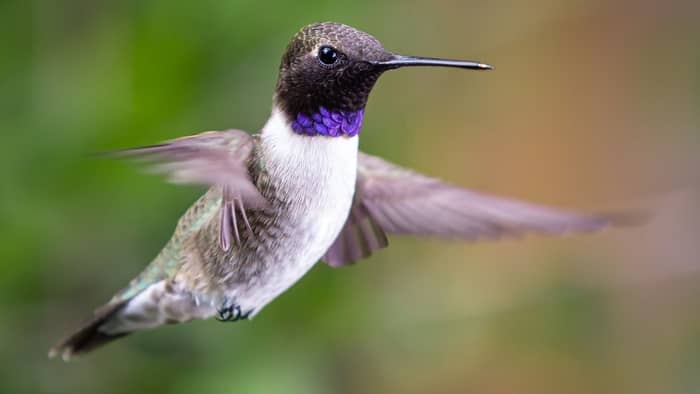  do hummingbirds live in florida