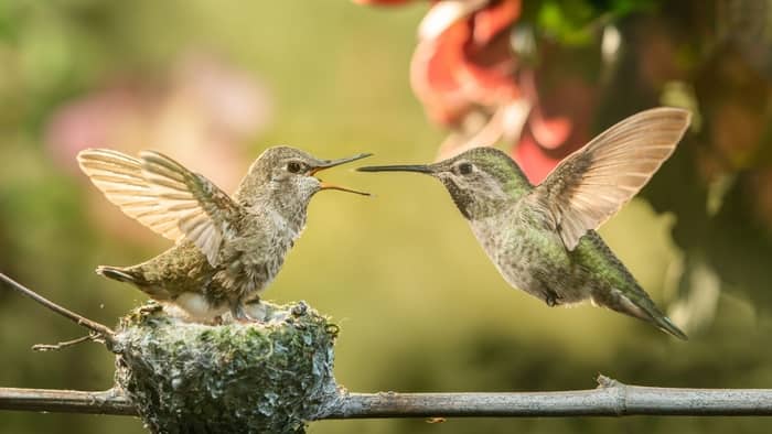  how big are baby hummingbirds