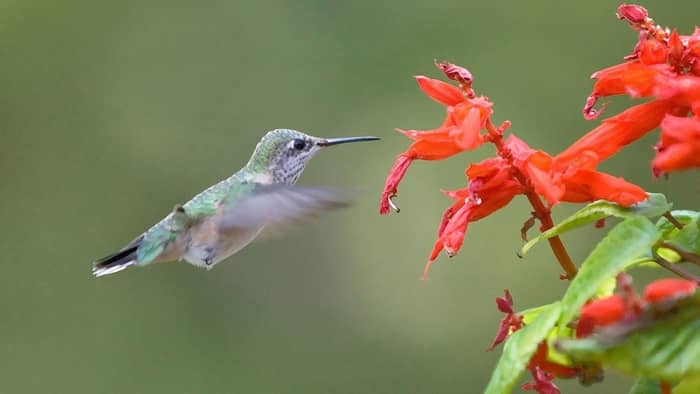 how to attract hummingbirds to a feeder