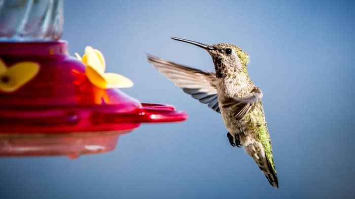 hummingbird feeder stake