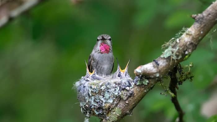 hummingbird nest platform