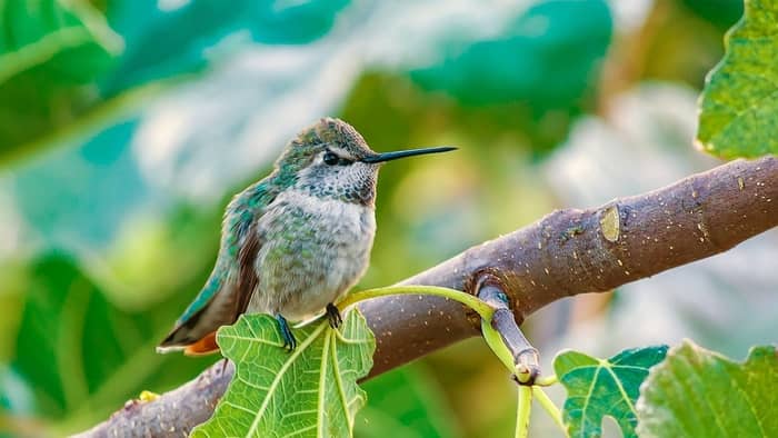 hummingbird season in nc