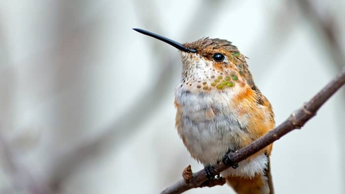 hummingbirds in nc