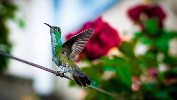 hummingbirds in south florida