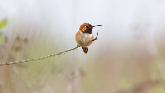  hummingbirds in virginia