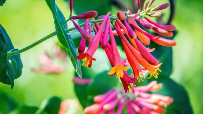  plants that attract butterflies and hummingbirds in florida