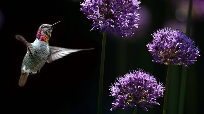  when are hummingbirds in florida